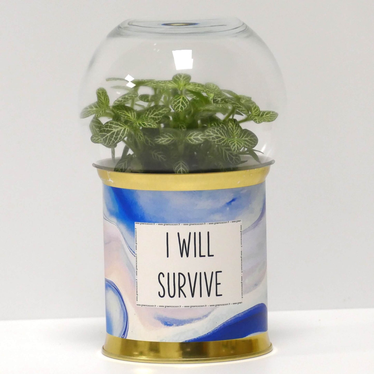 Terrarium I will survive