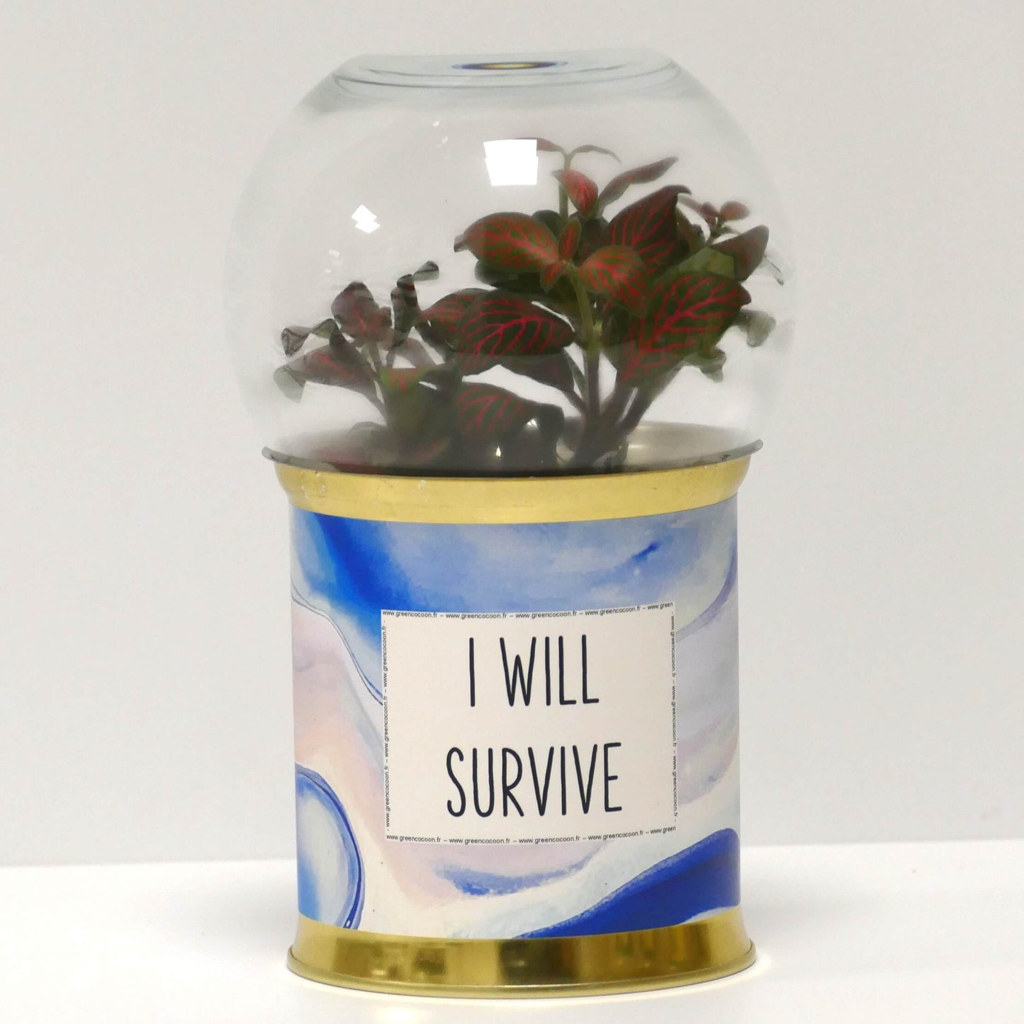 Terrarium I will survive