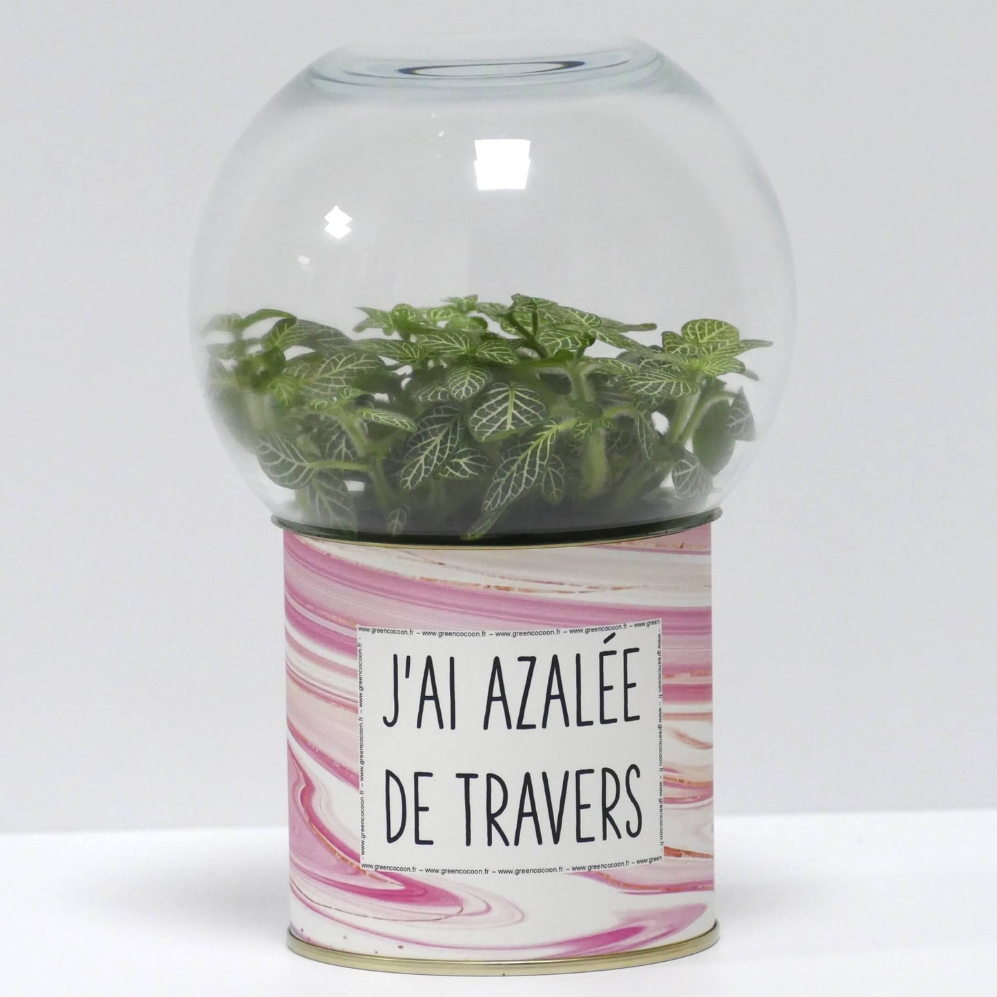 Terrarium J'ai azalée de travers