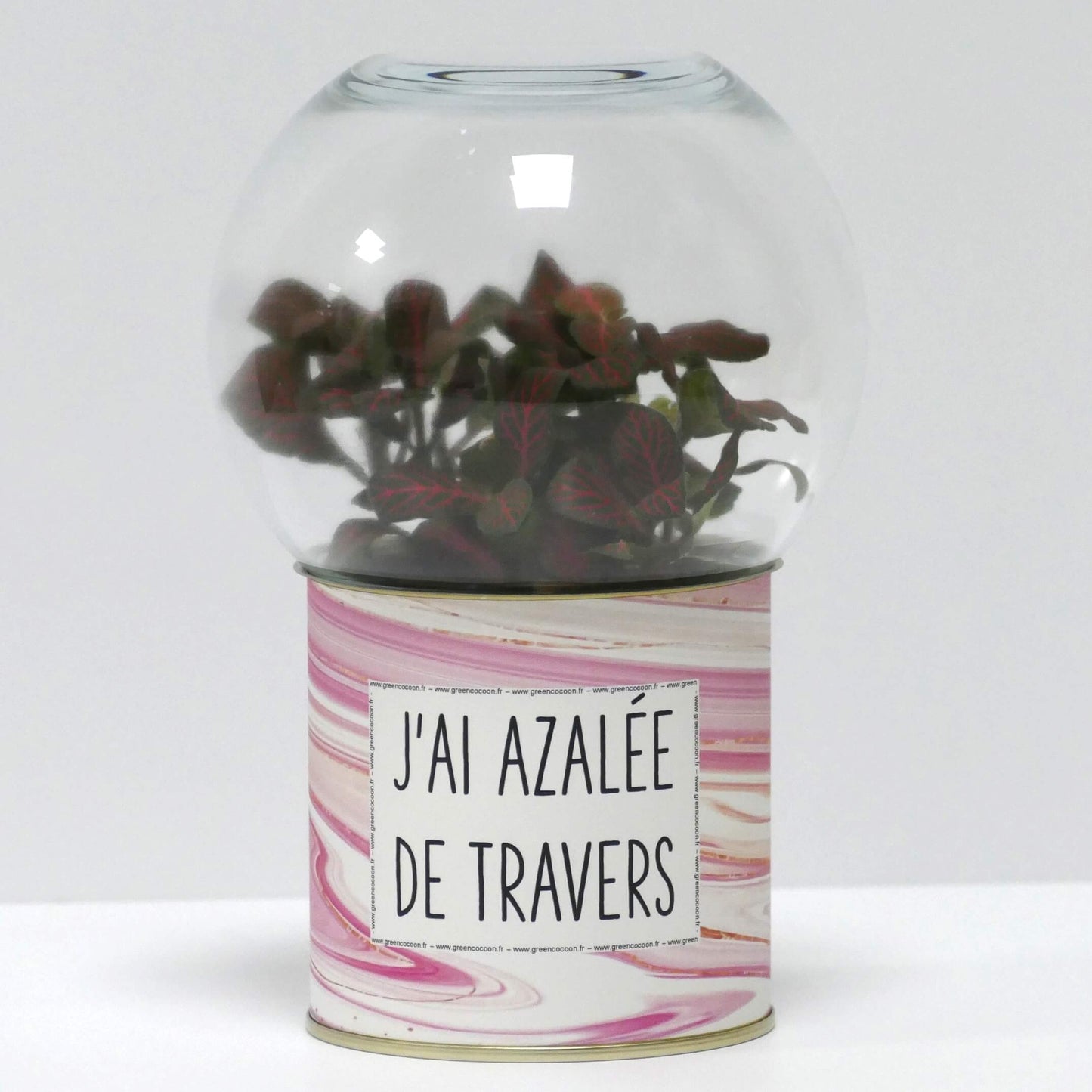 Terrarium J'ai azalée de travers