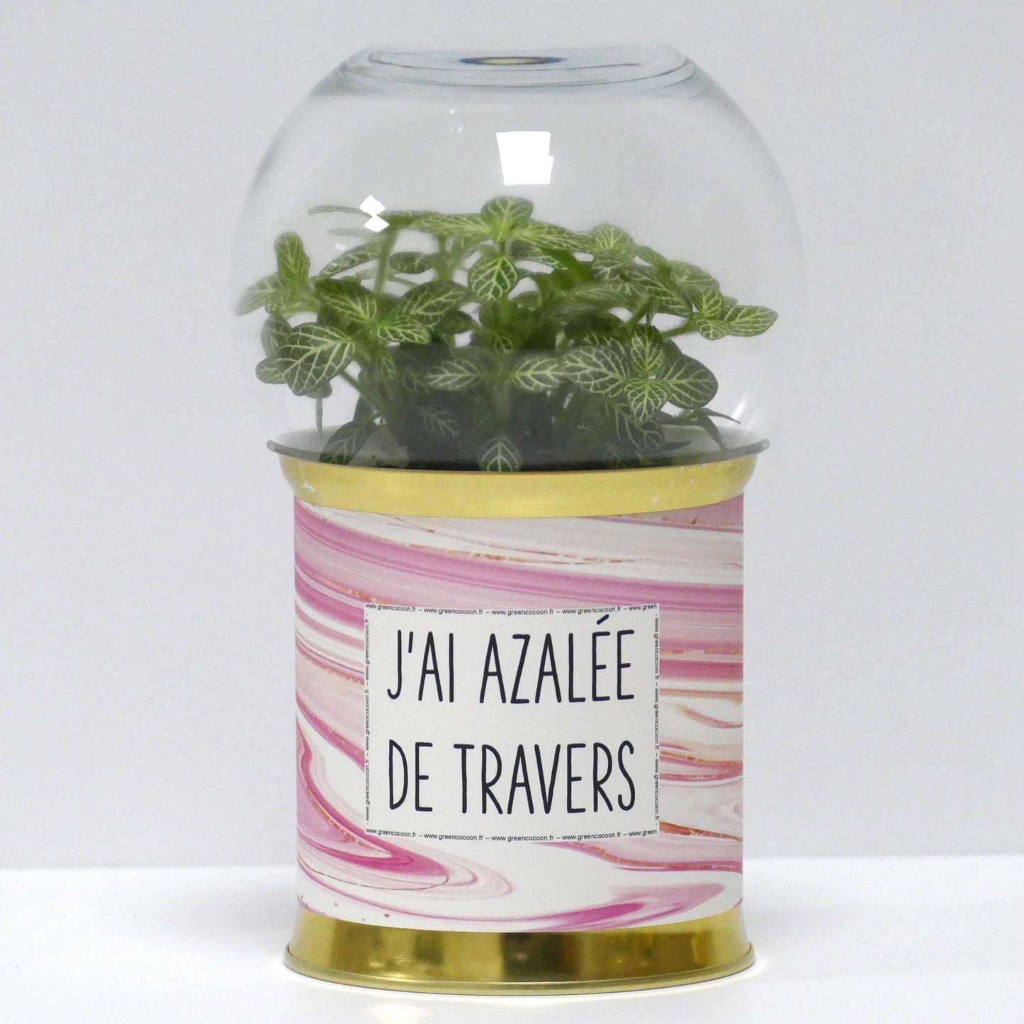 Terrarium J'ai azalée de travers