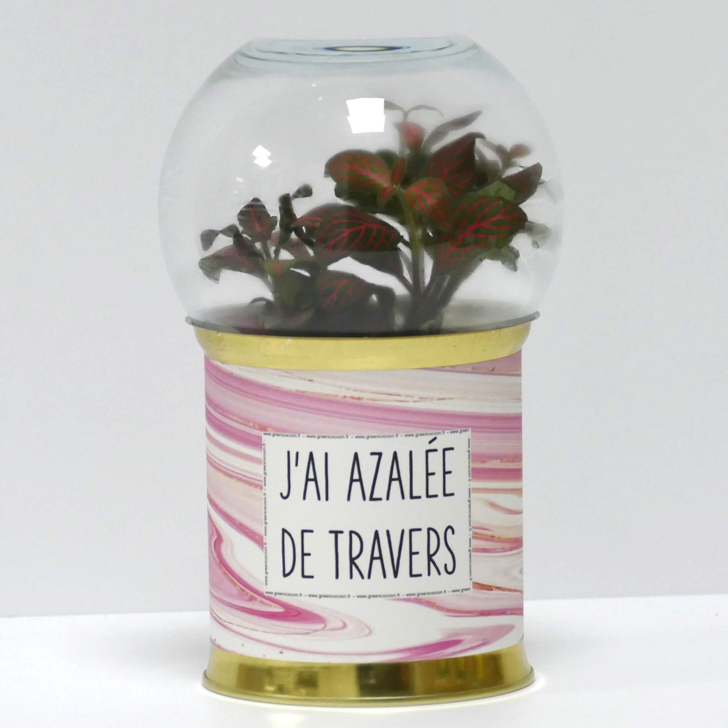 Terrarium J'ai azalée de travers