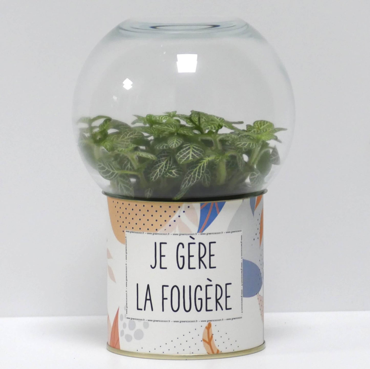 Terrarium Je gère la fougère