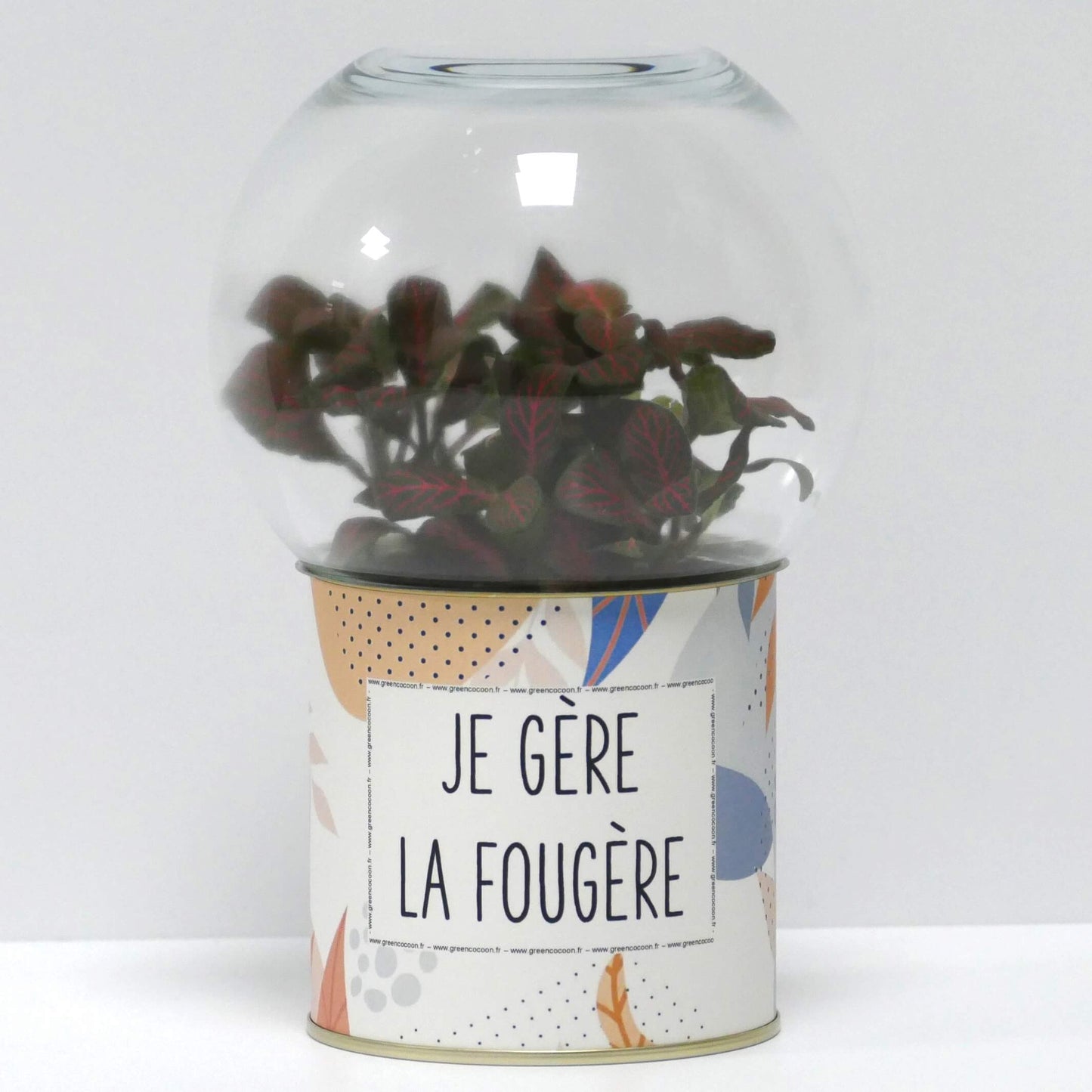 Terrarium Je gère la fougère