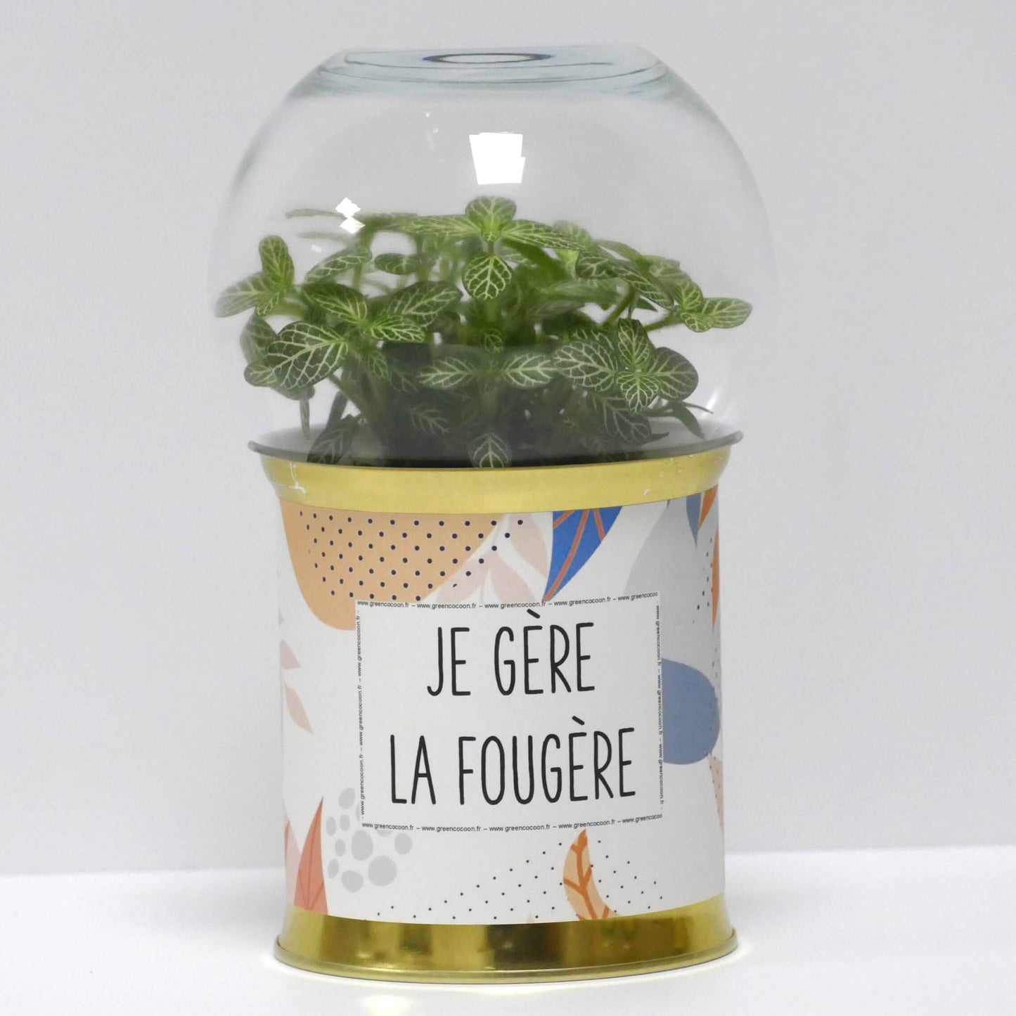 Terrarium Je gère la fougère