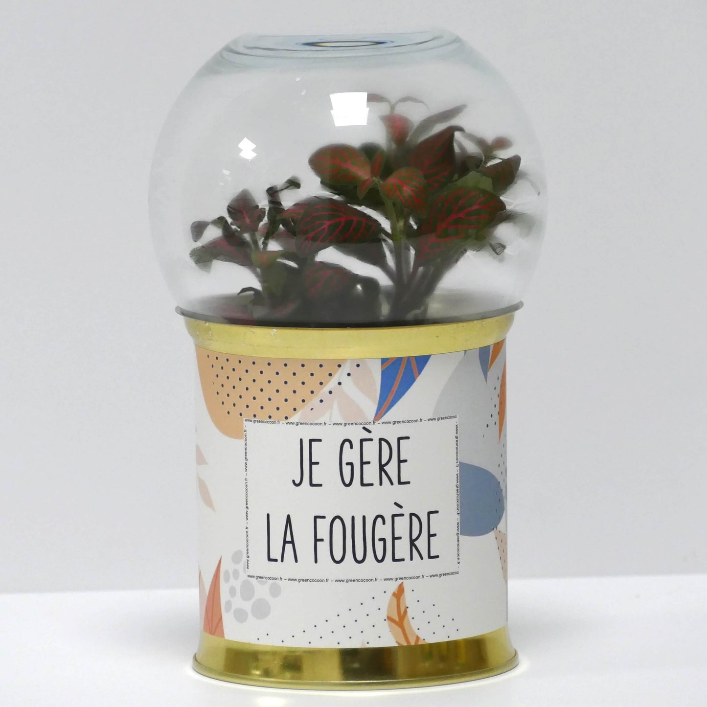 Terrarium Je gère la fougère