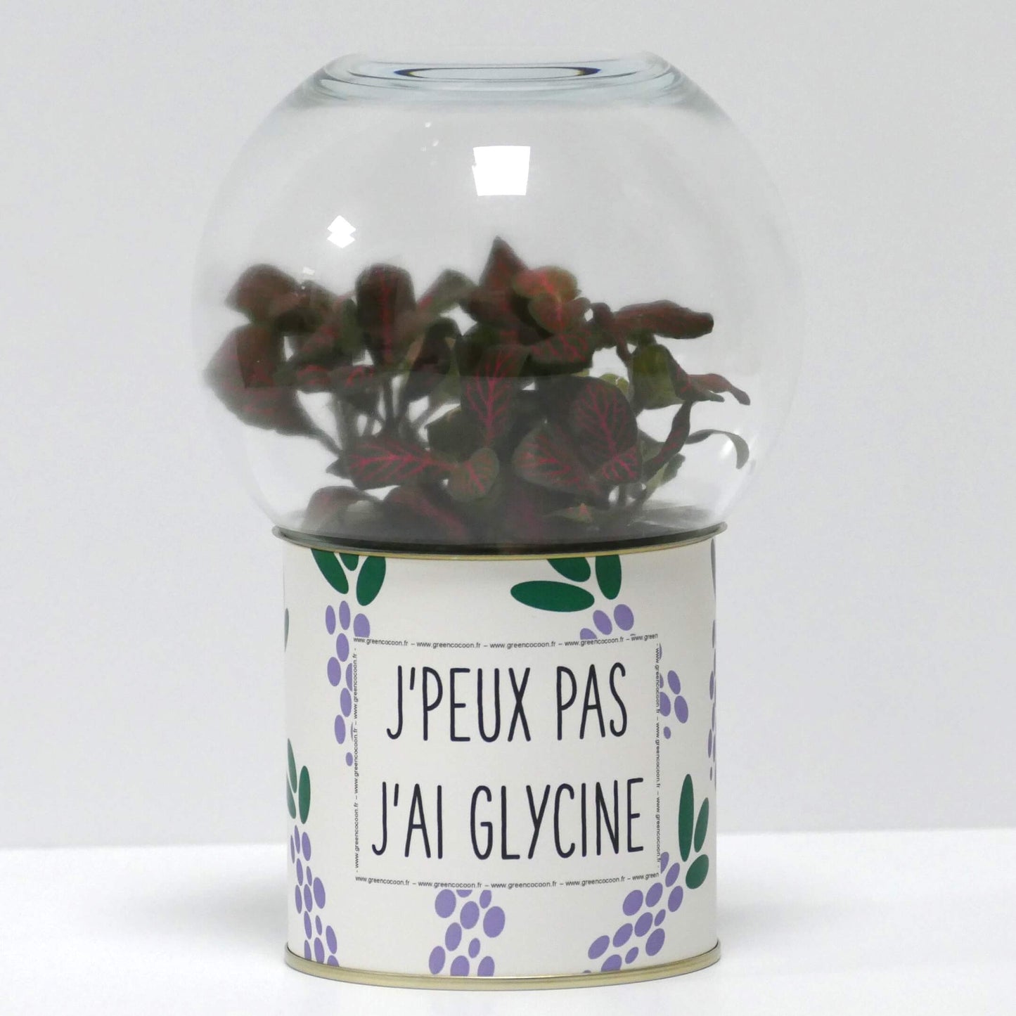 Terrarium J'peux pas j'ai glycine