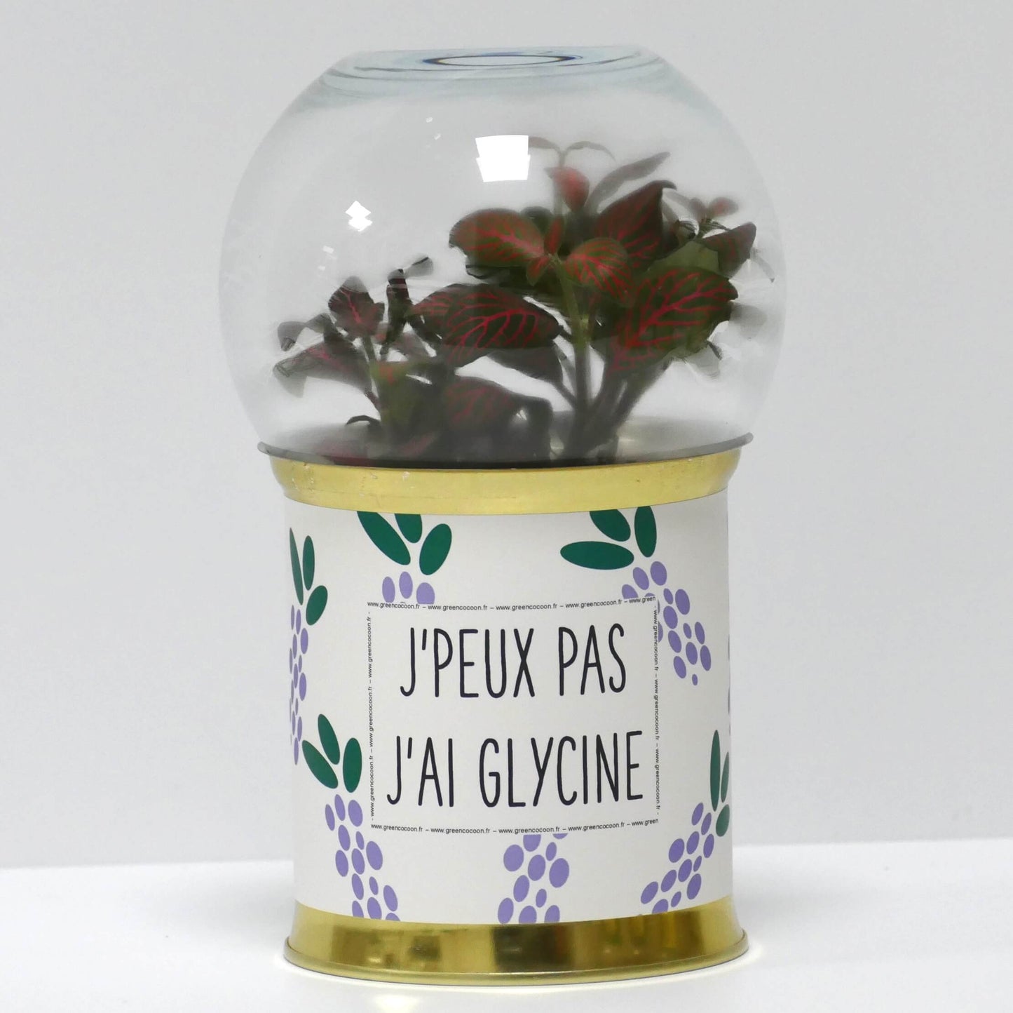 Terrarium J'peux pas j'ai glycine