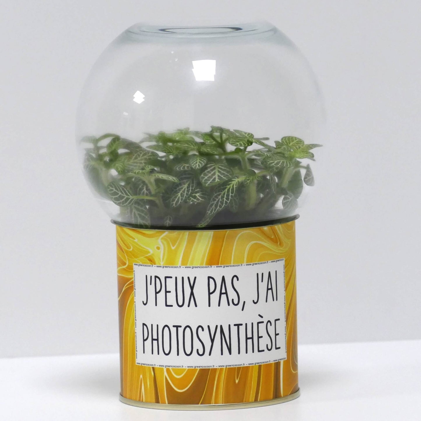 Terrarium J'peux pas j'ai photosynthèse