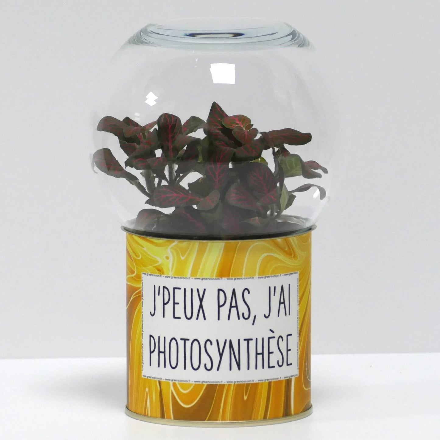 Terrarium J'peux pas j'ai photosynthèse