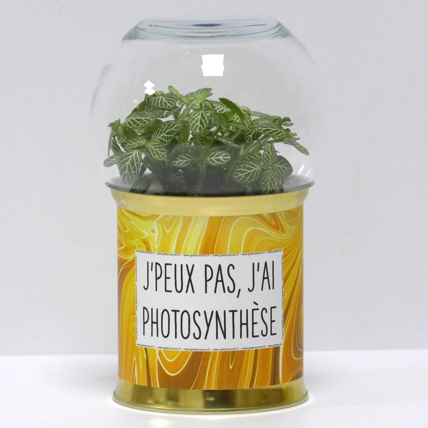 Terrarium J'peux pas j'ai photosynthèse