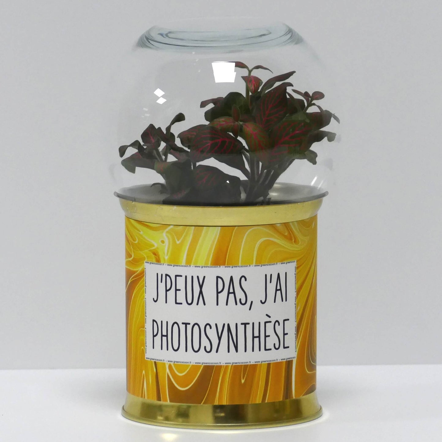 Terrarium J'peux pas j'ai photosynthèse