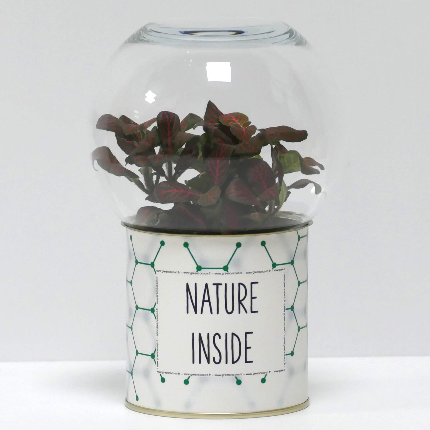 Terrarium Nature inside