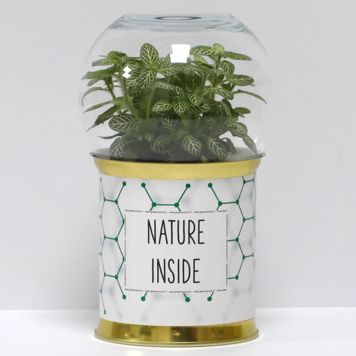Terrarium Nature inside