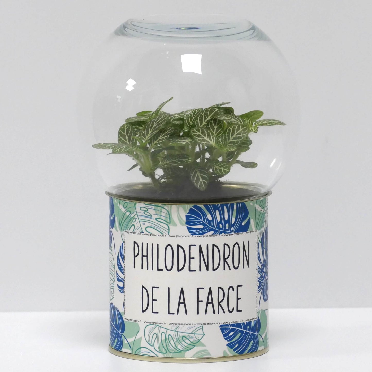 Terrarium Philodendron de la farce
