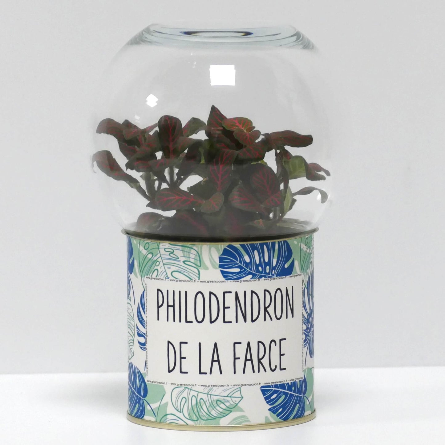 Terrarium Philodendron de la farce