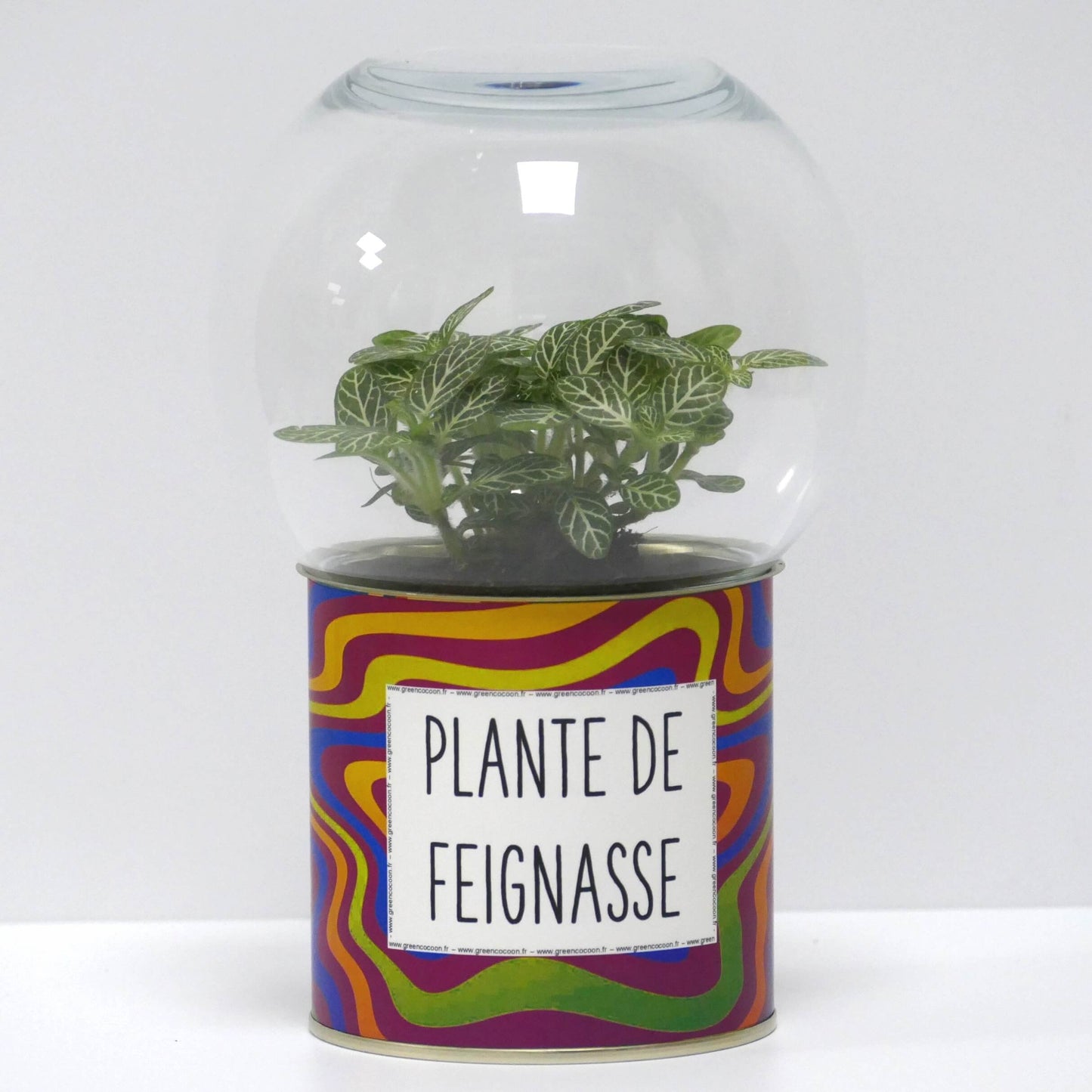 Terrarium Plante de feignasse