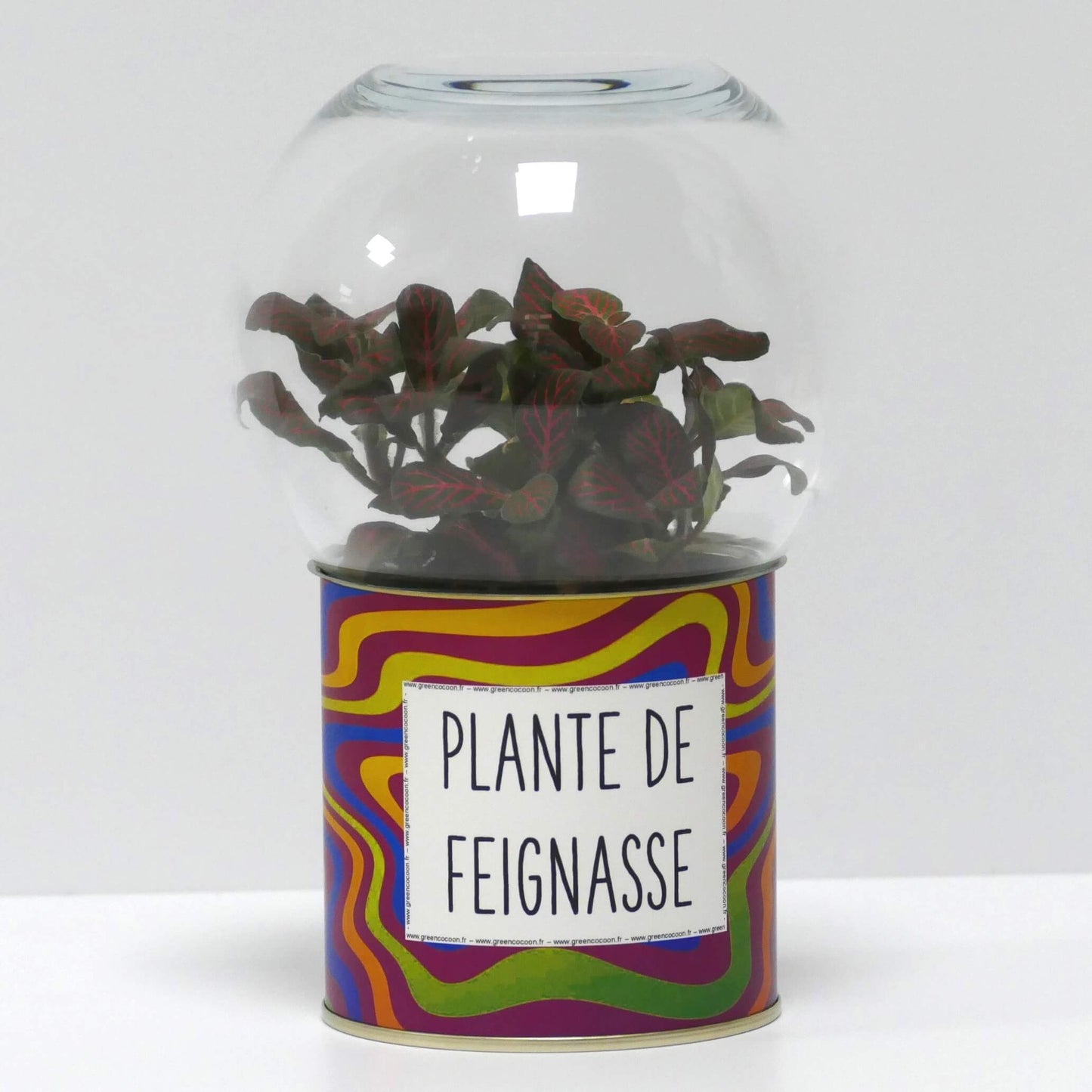 Terrarium Plante de feignasse