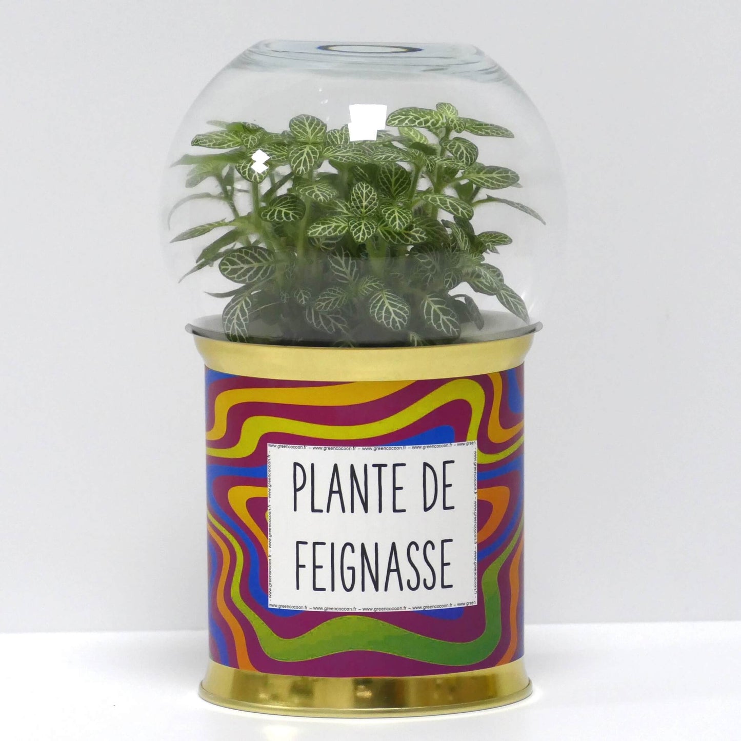 Terrarium Plante de feignasse