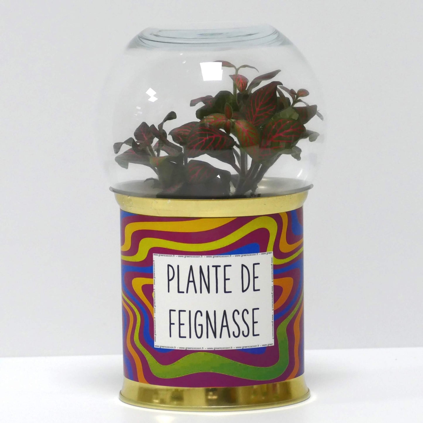 Terrarium Plante de feignasse