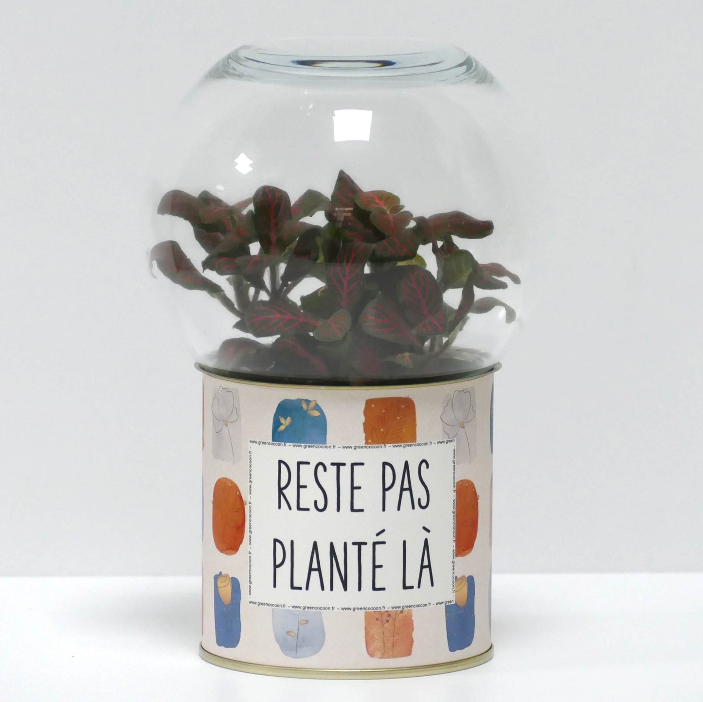 Terrarium Reste pas planté là