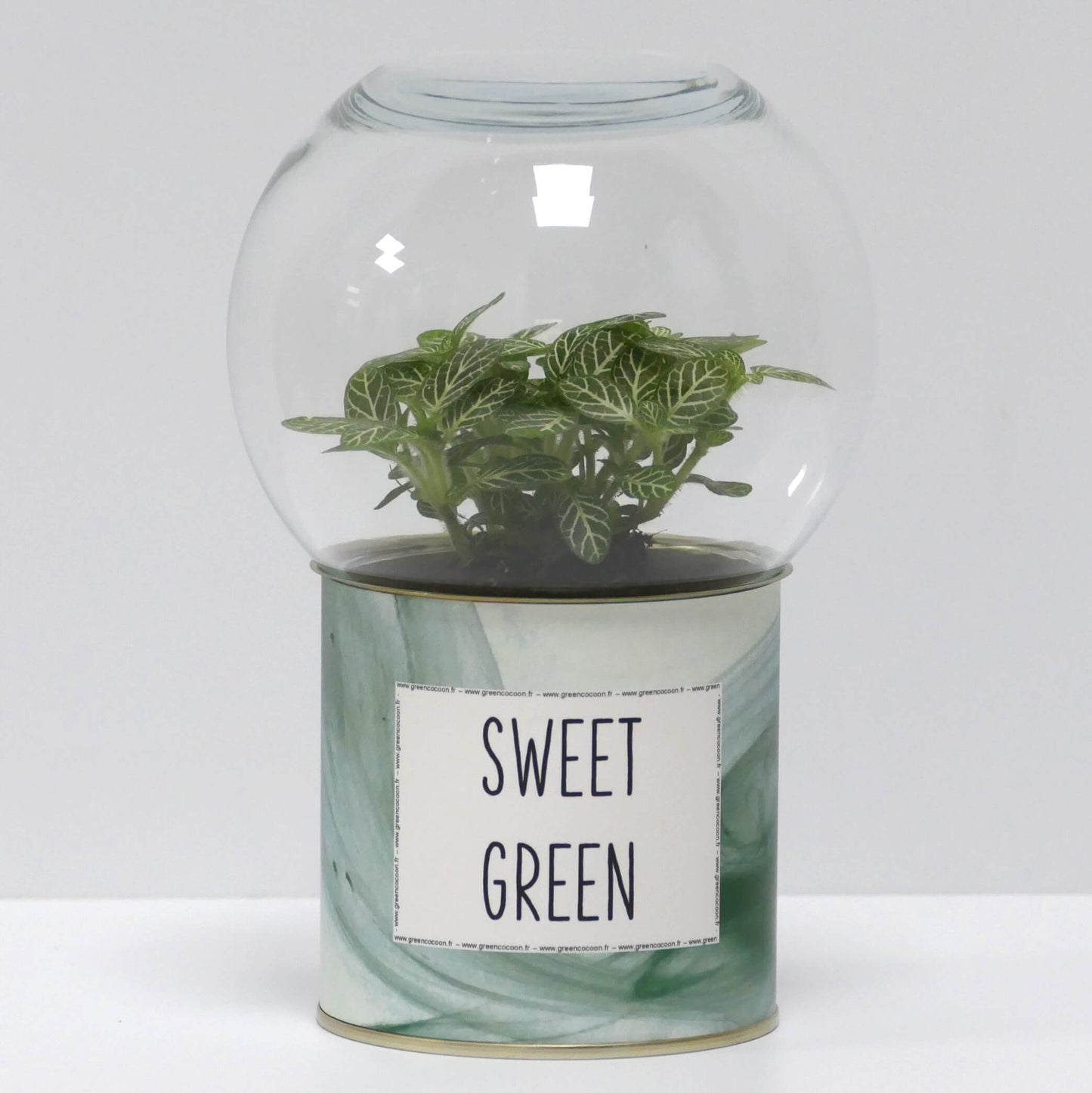 Terrarium Sweet green