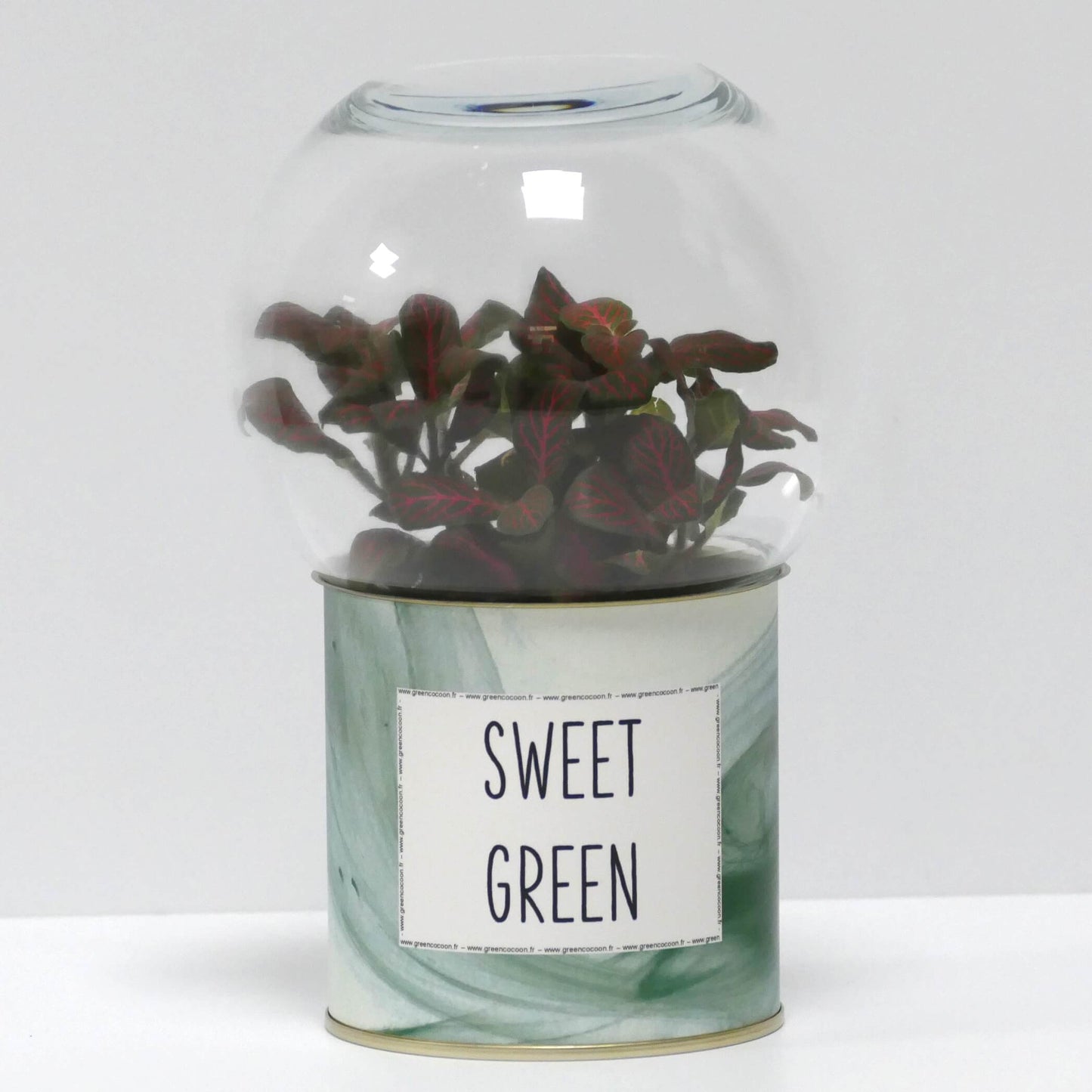 Terrarium Sweet green
