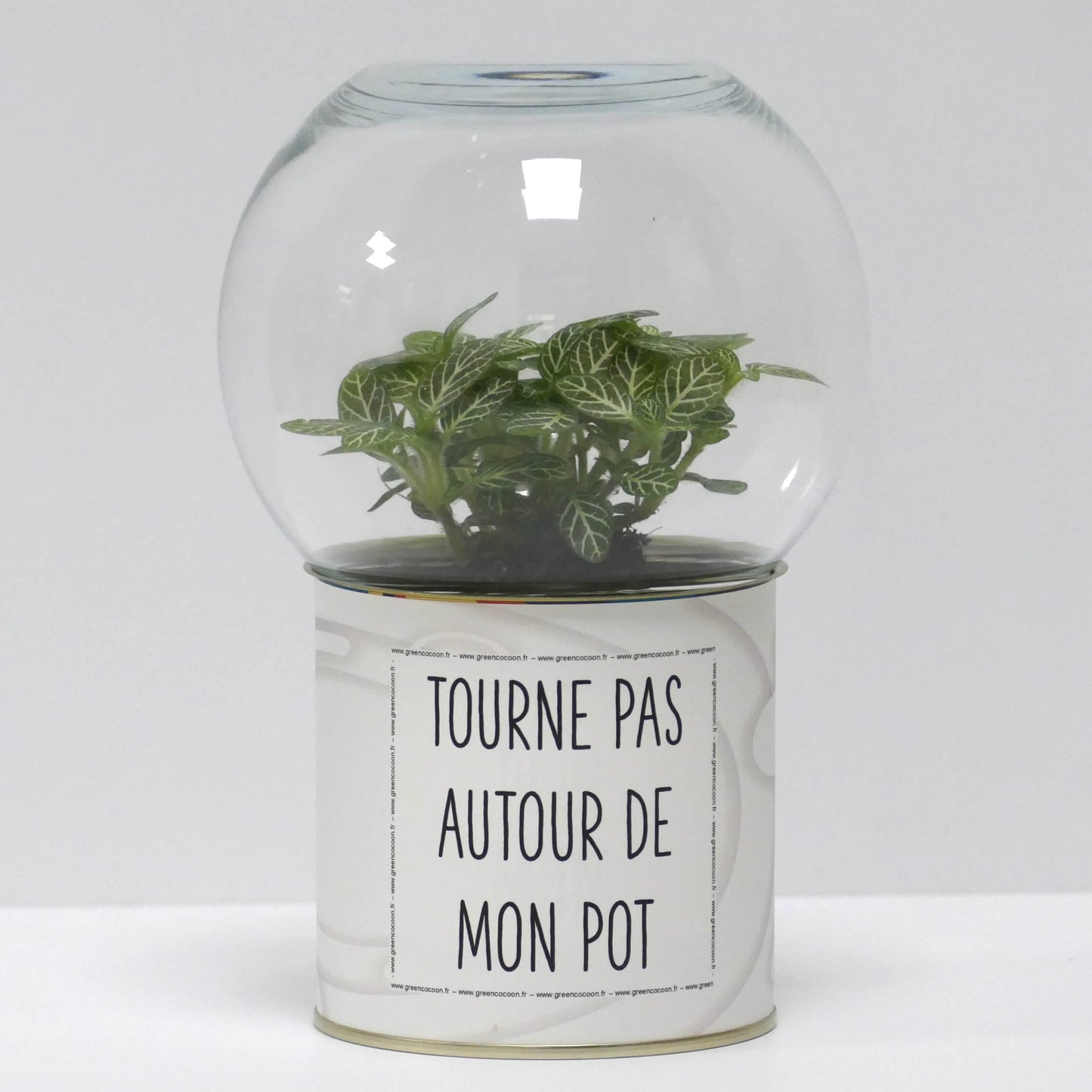 Terrarium Tourne pas autour de mon pot