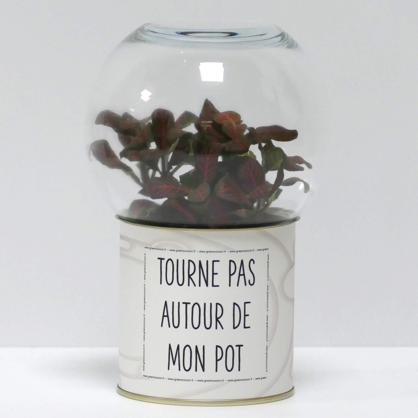Terrarium Tourne pas autour de mon pot