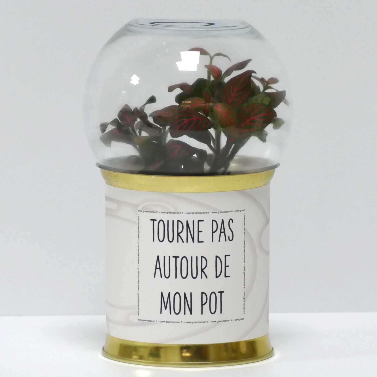 Terrarium Tourne pas autour de mon pot
