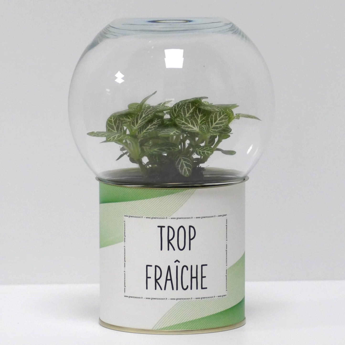 Terrarium Trop fraîche