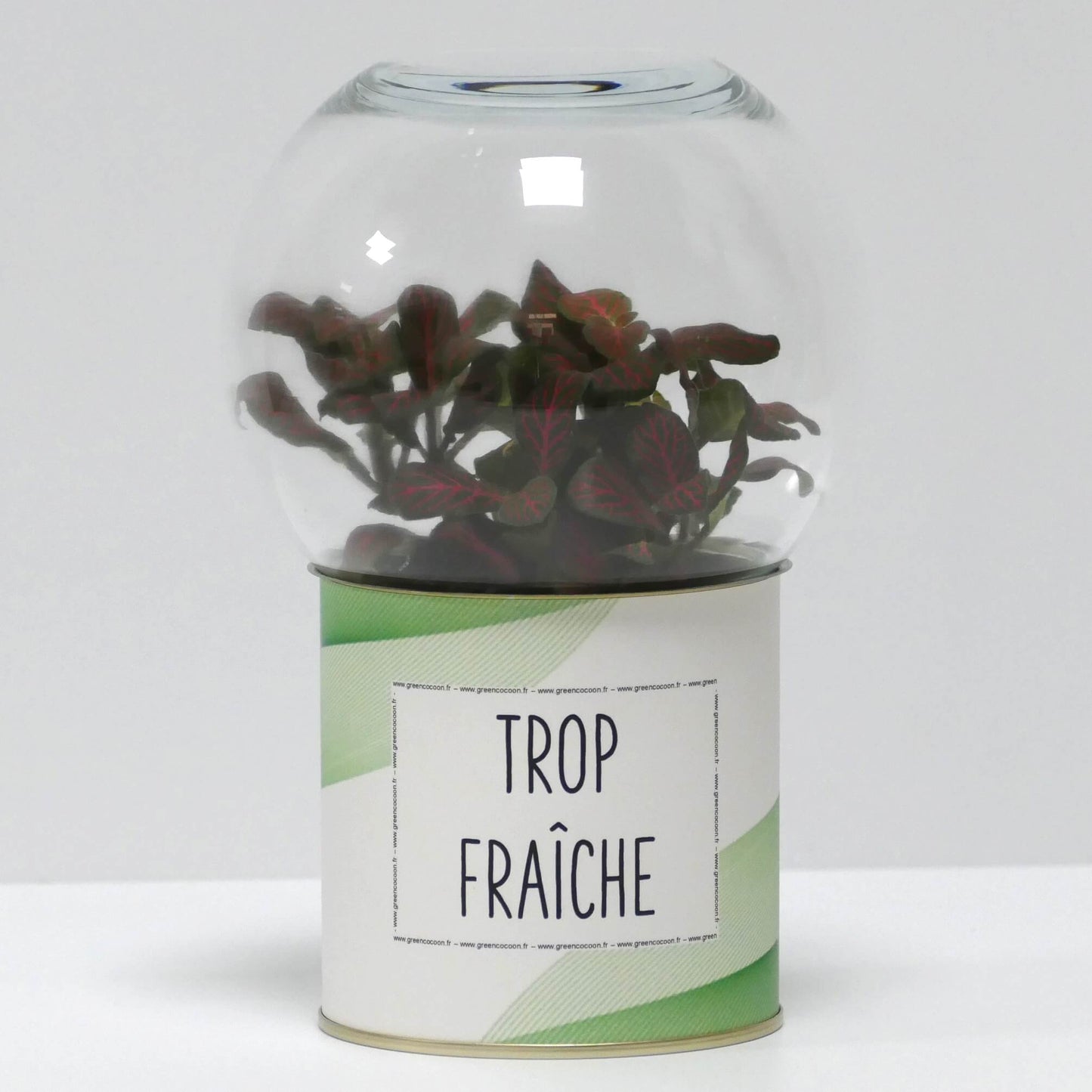 Terrarium Trop fraîche