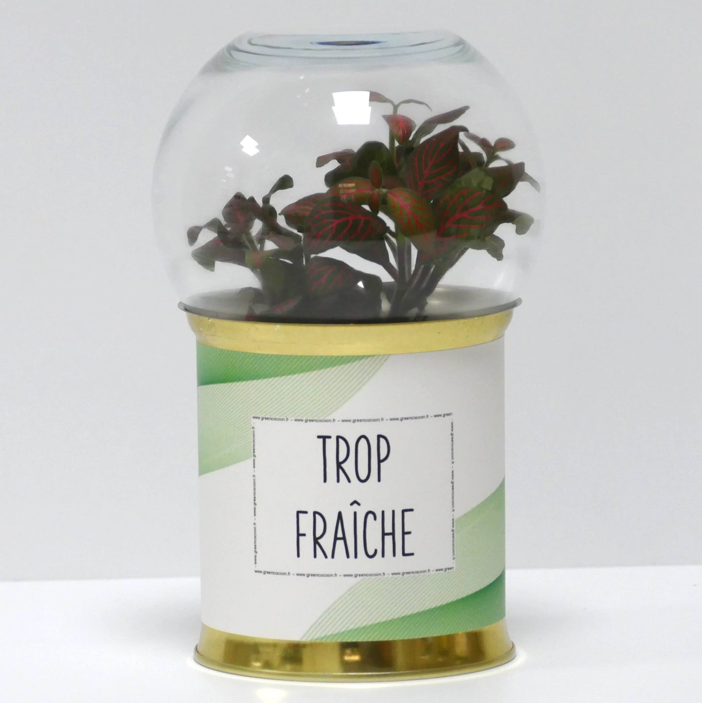 Terrarium Trop fraîche