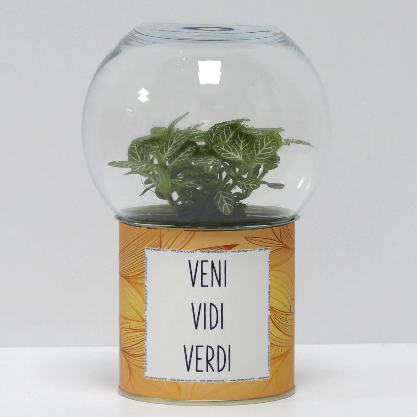 Terrarium Veni vidi verdi