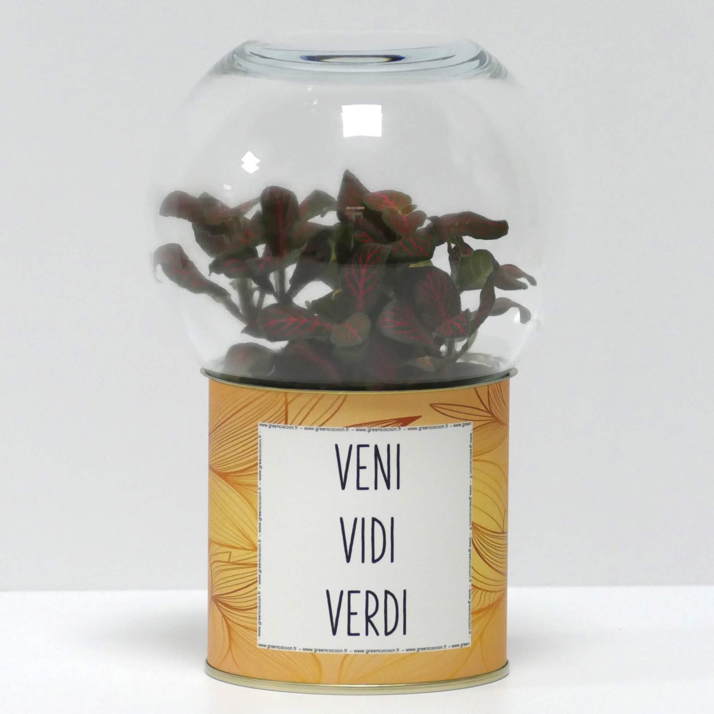 Terrarium Veni vidi verdi