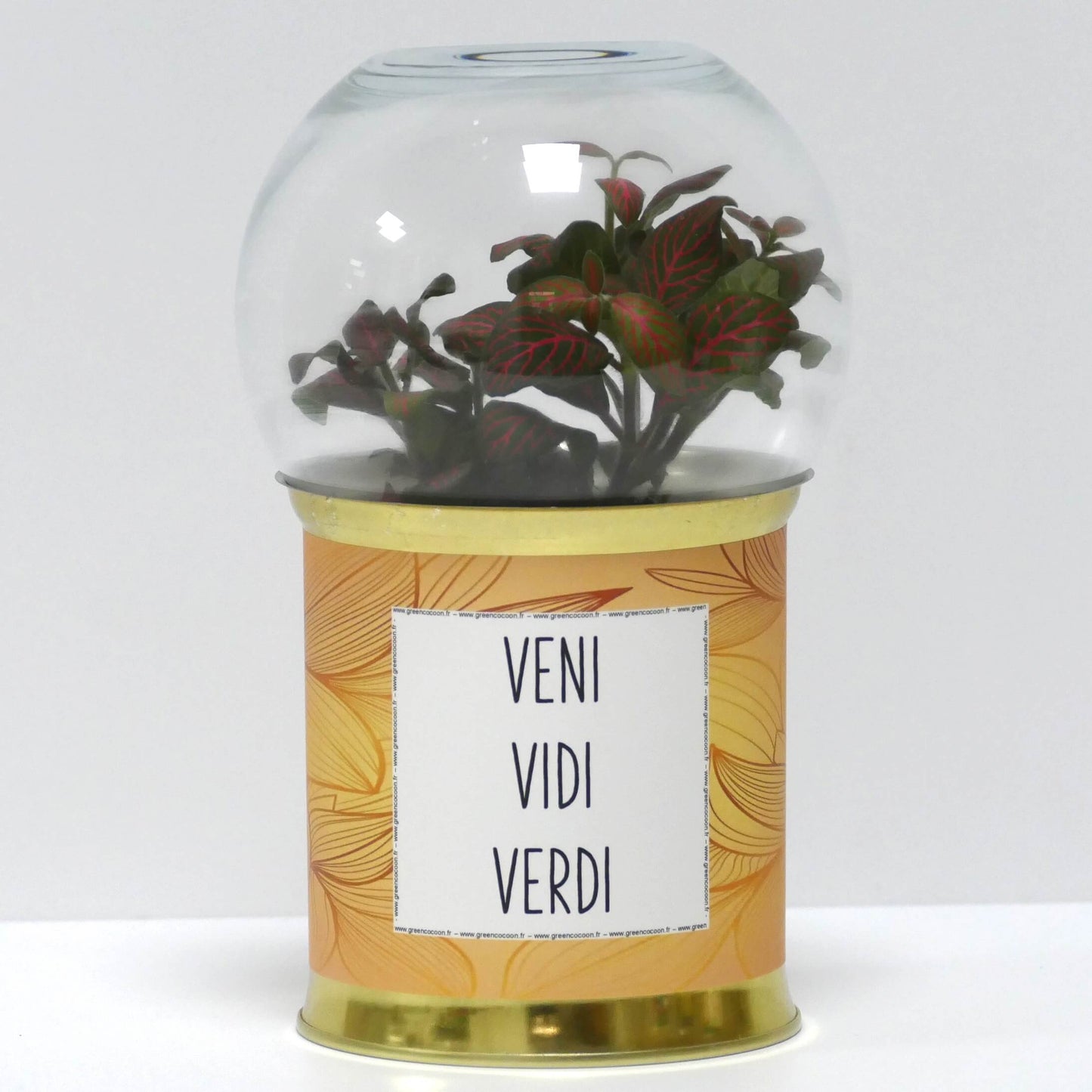 Terrarium Veni vidi verdi