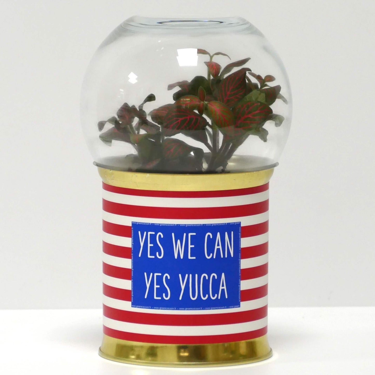 Terrarium Yes we can yes yucca