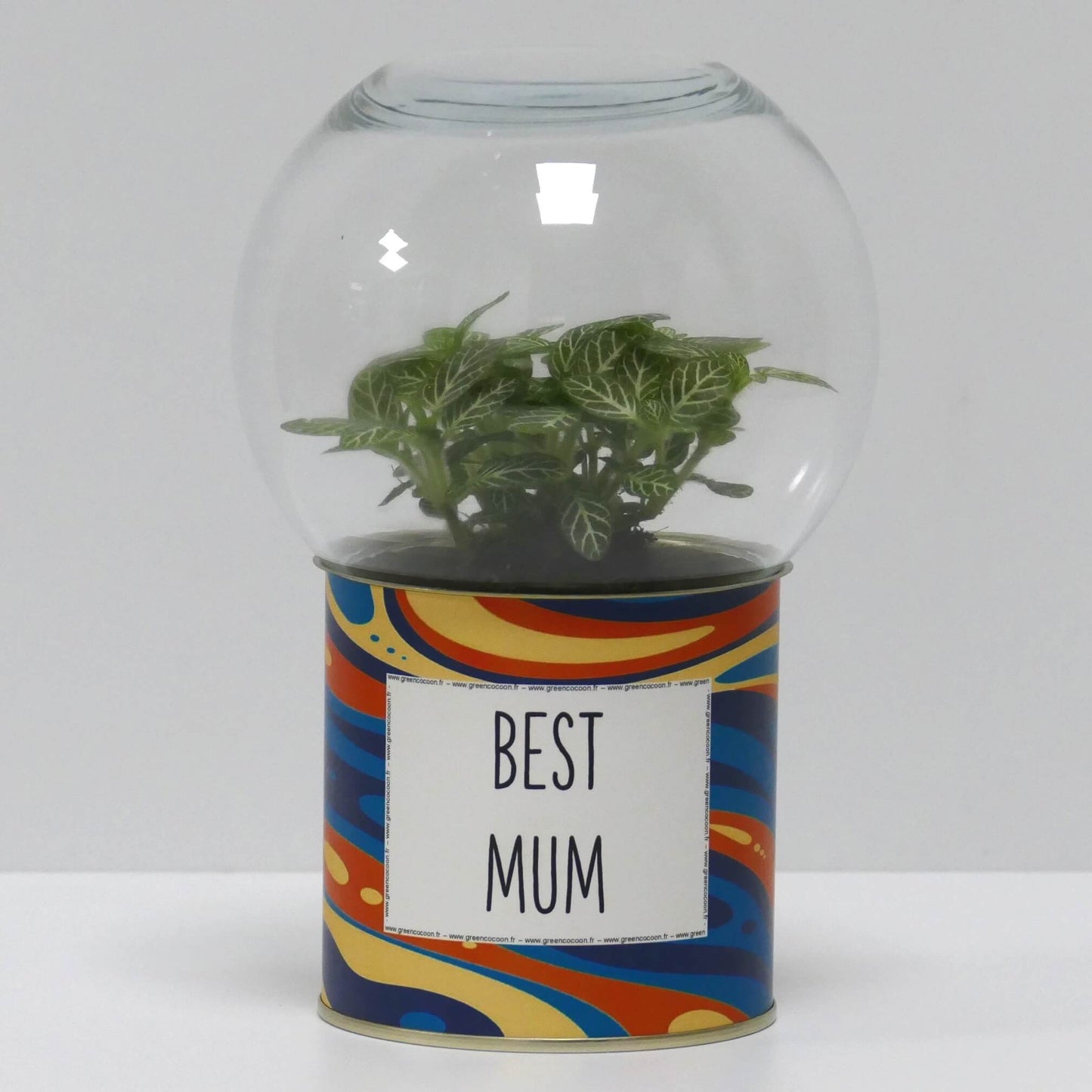 Terrarium Best mum