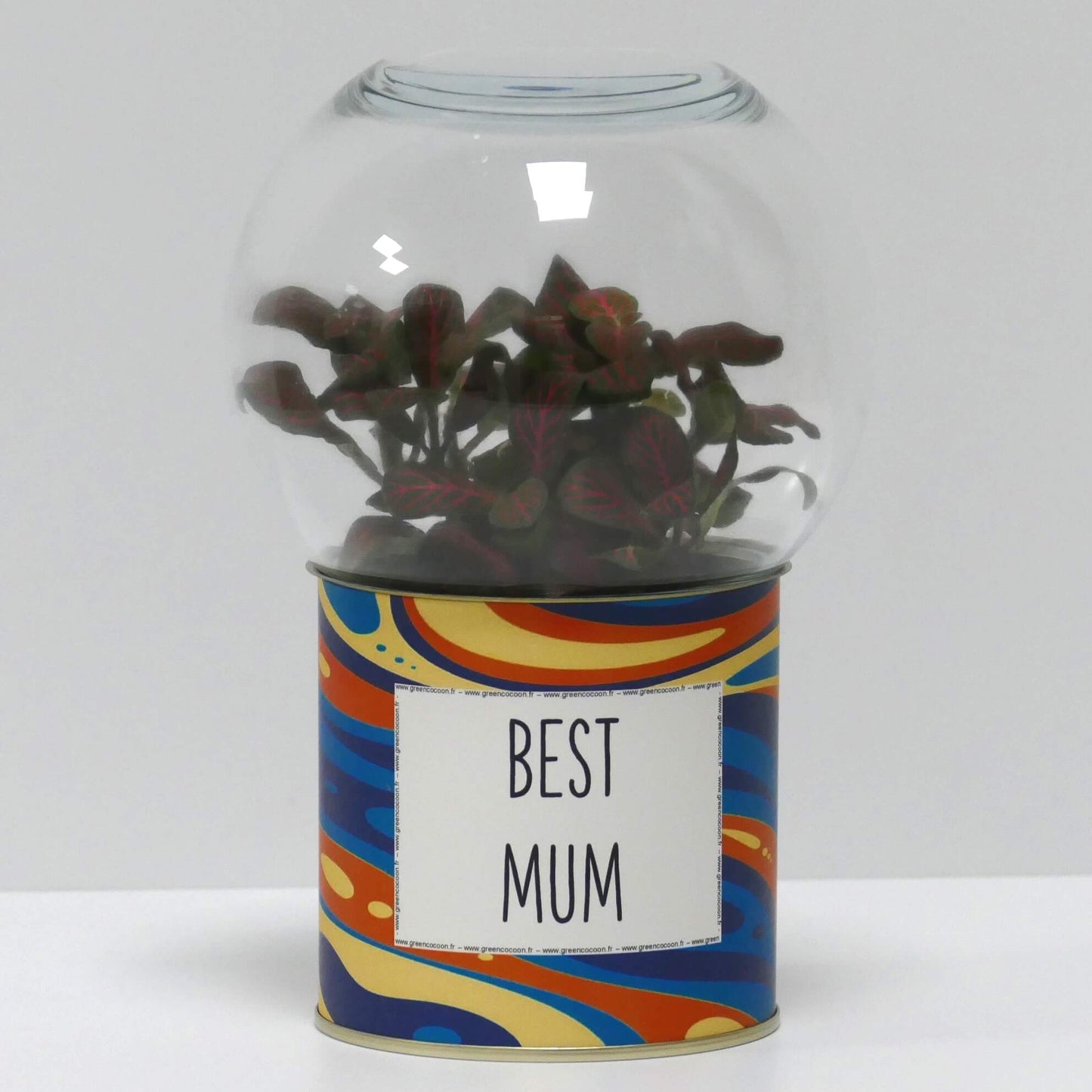 Terrarium Best mum