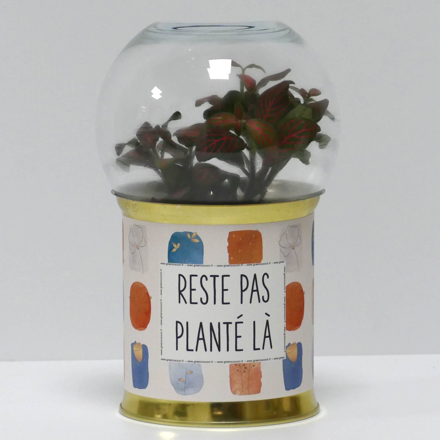 Terrarium Reste pas planté là