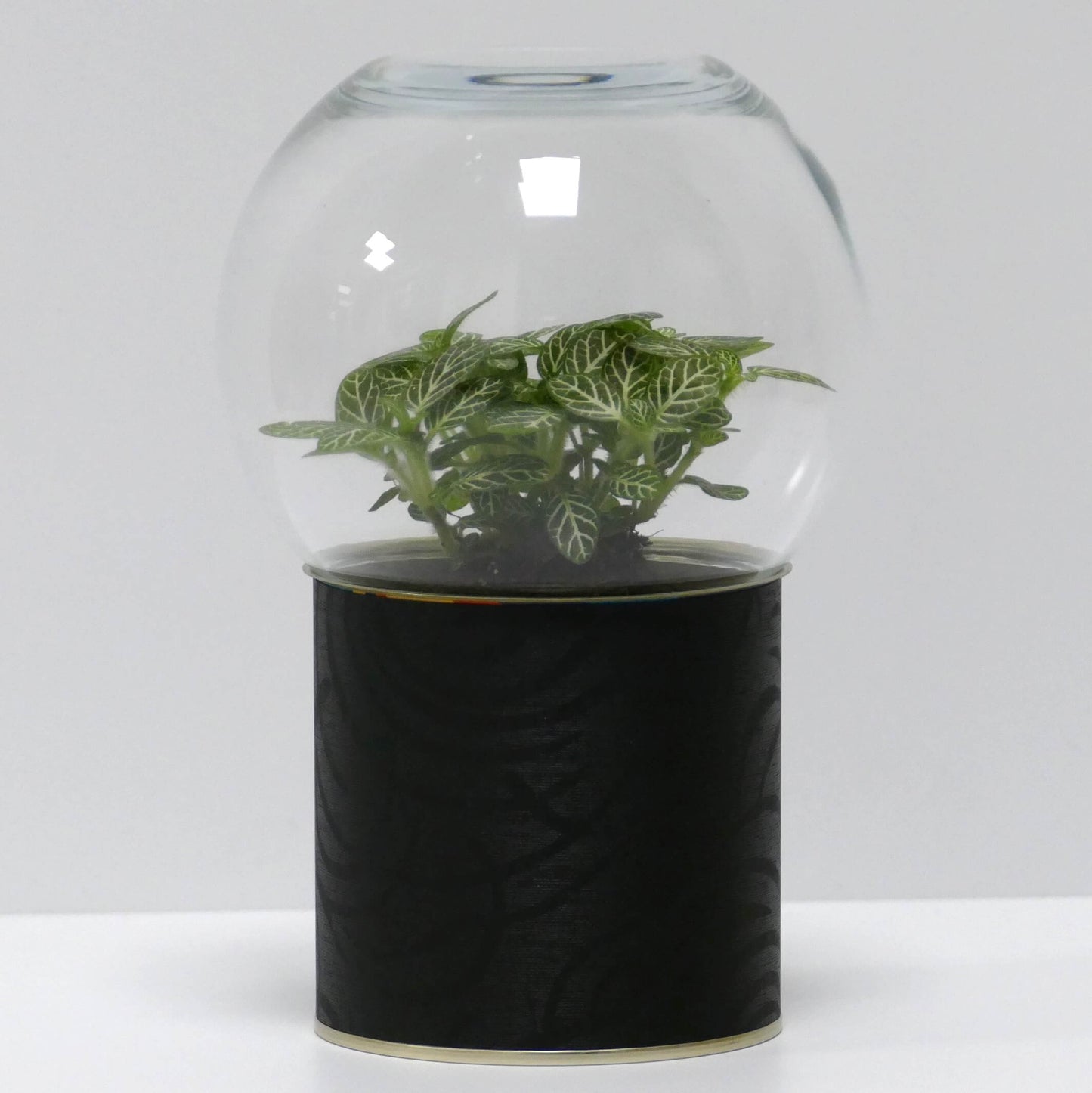Terrarium motifs noirs