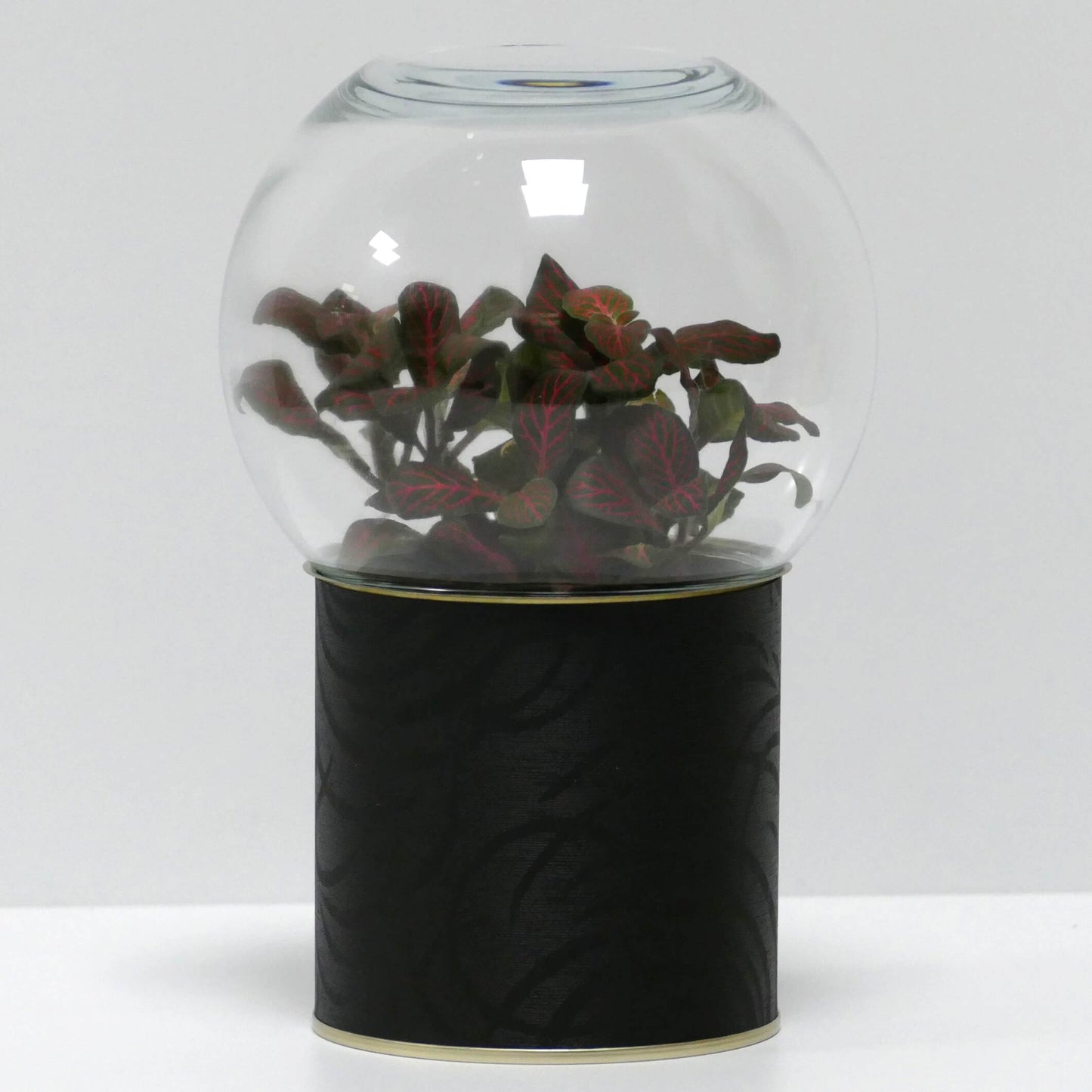Terrarium motifs noirs