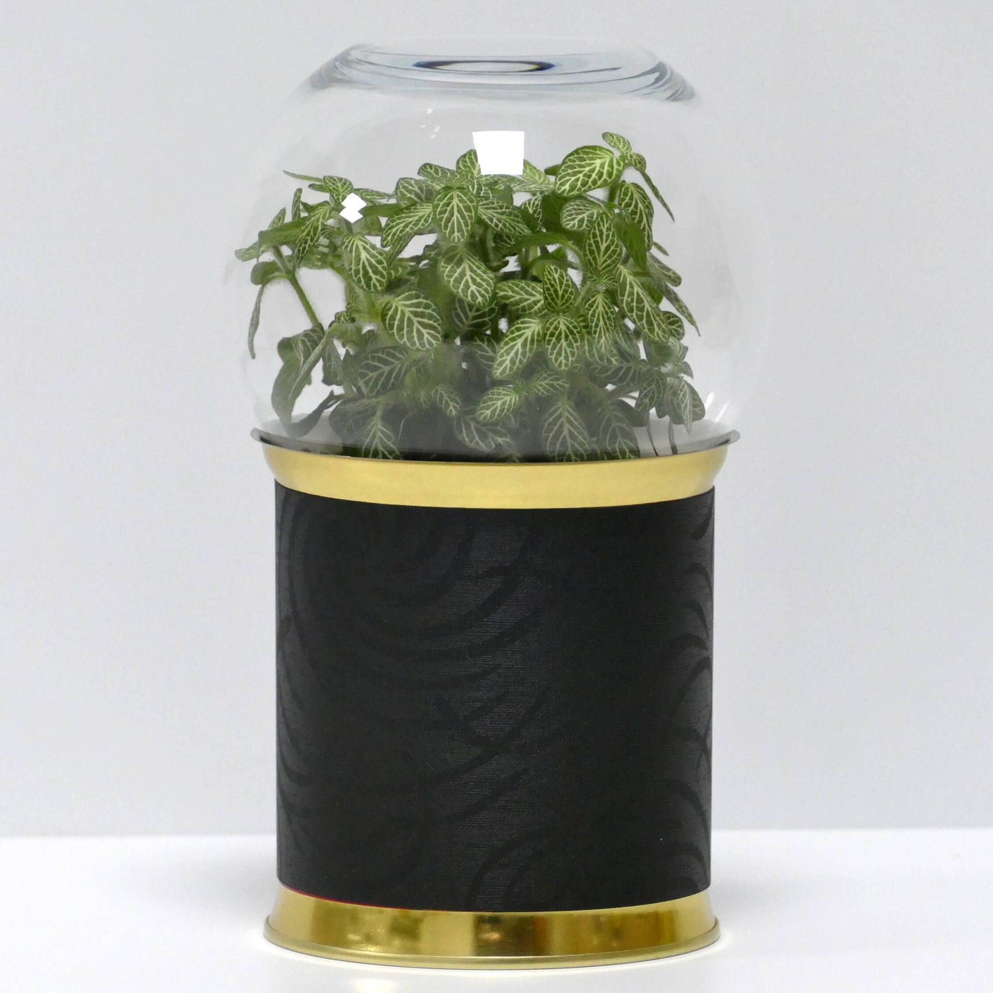 Terrarium motifs noirs