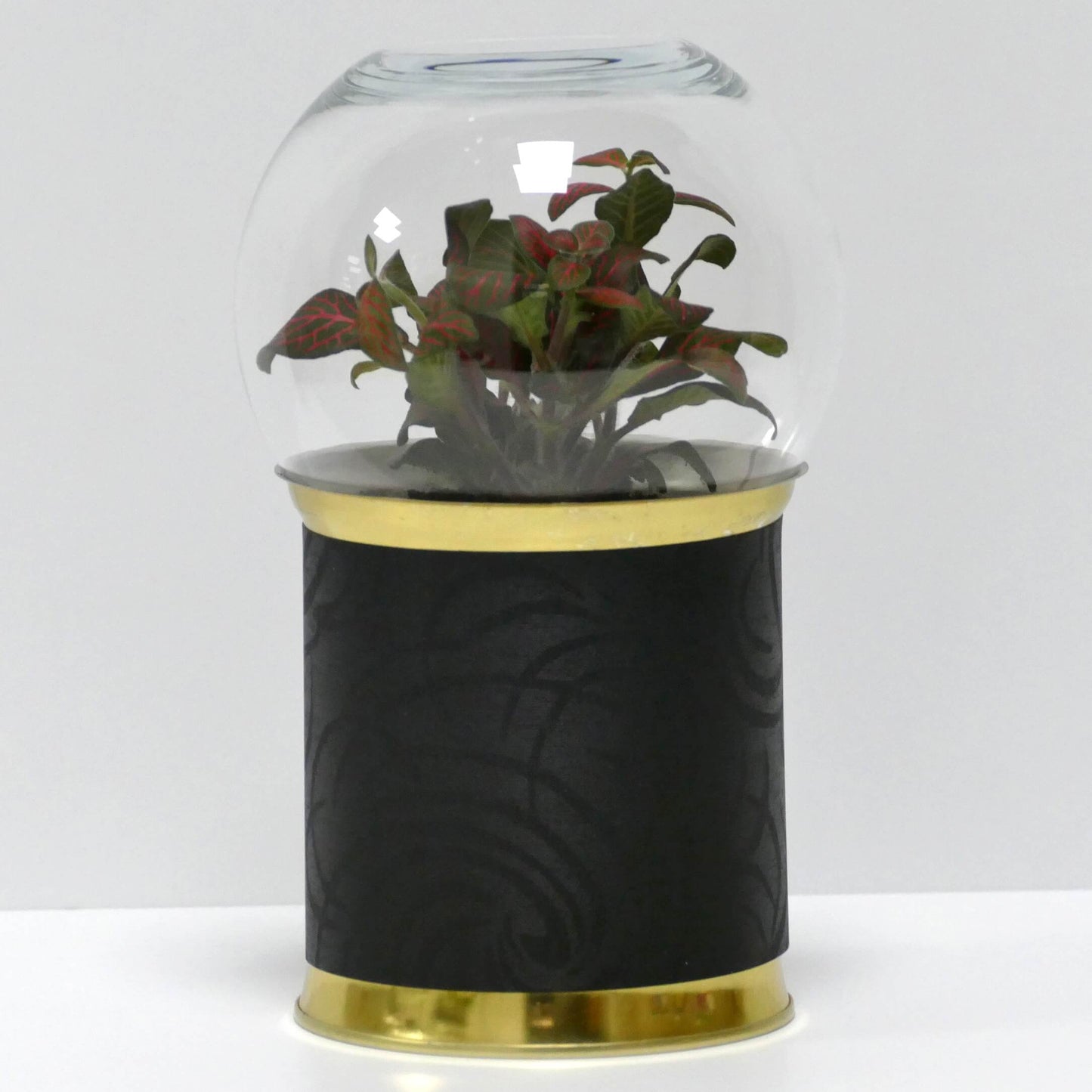 Terrarium motifs noirs
