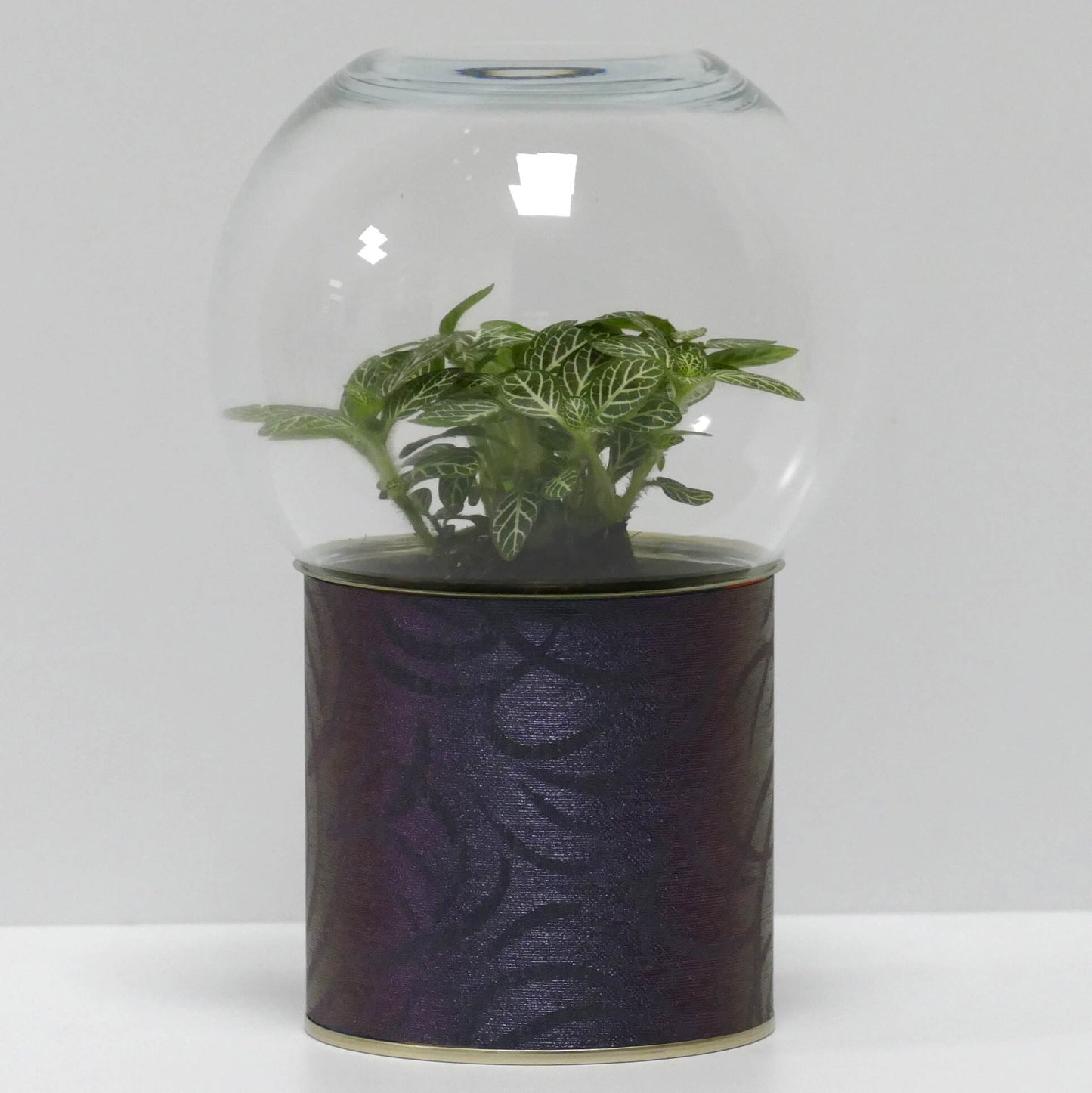 Terrarium motifs violets