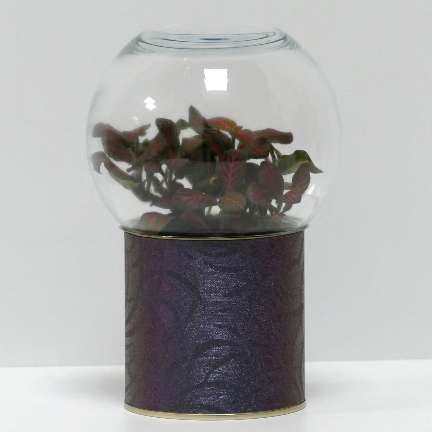 Terrarium motifs violets