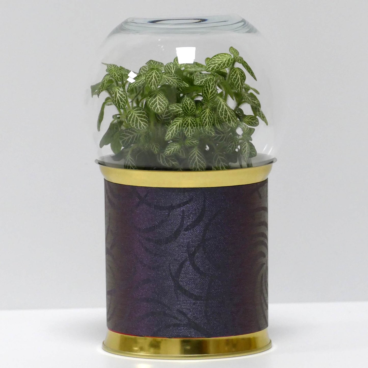 Terrarium motifs violets