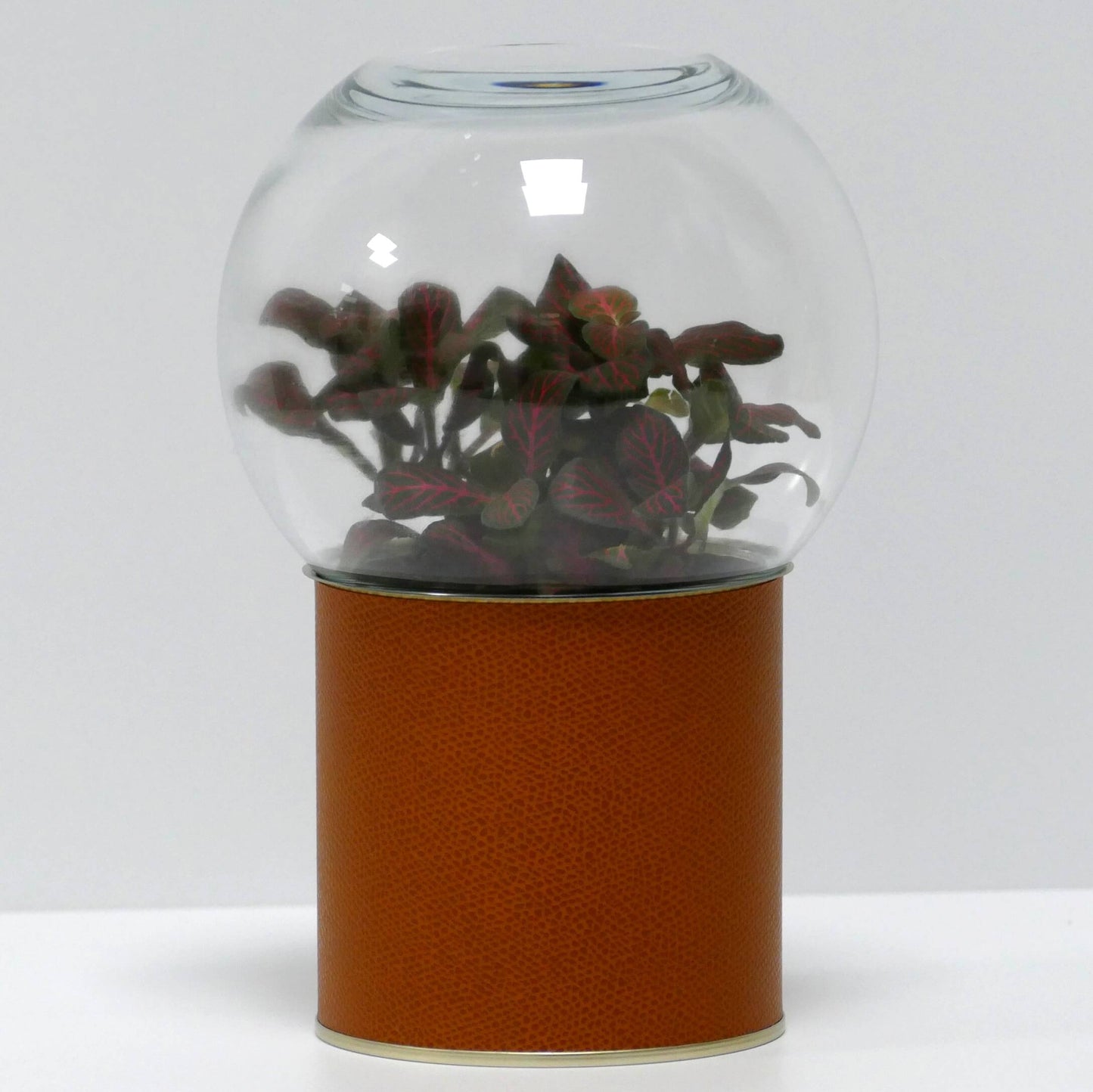 Terrarium cuir