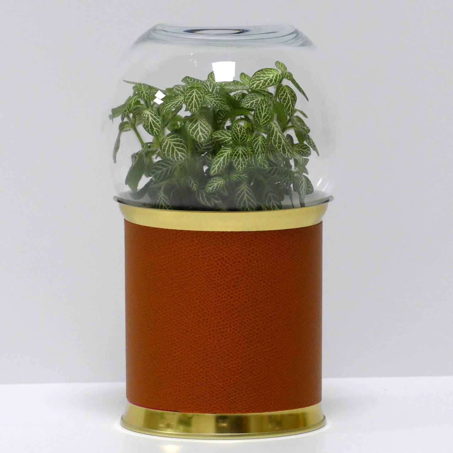 Terrarium cuir