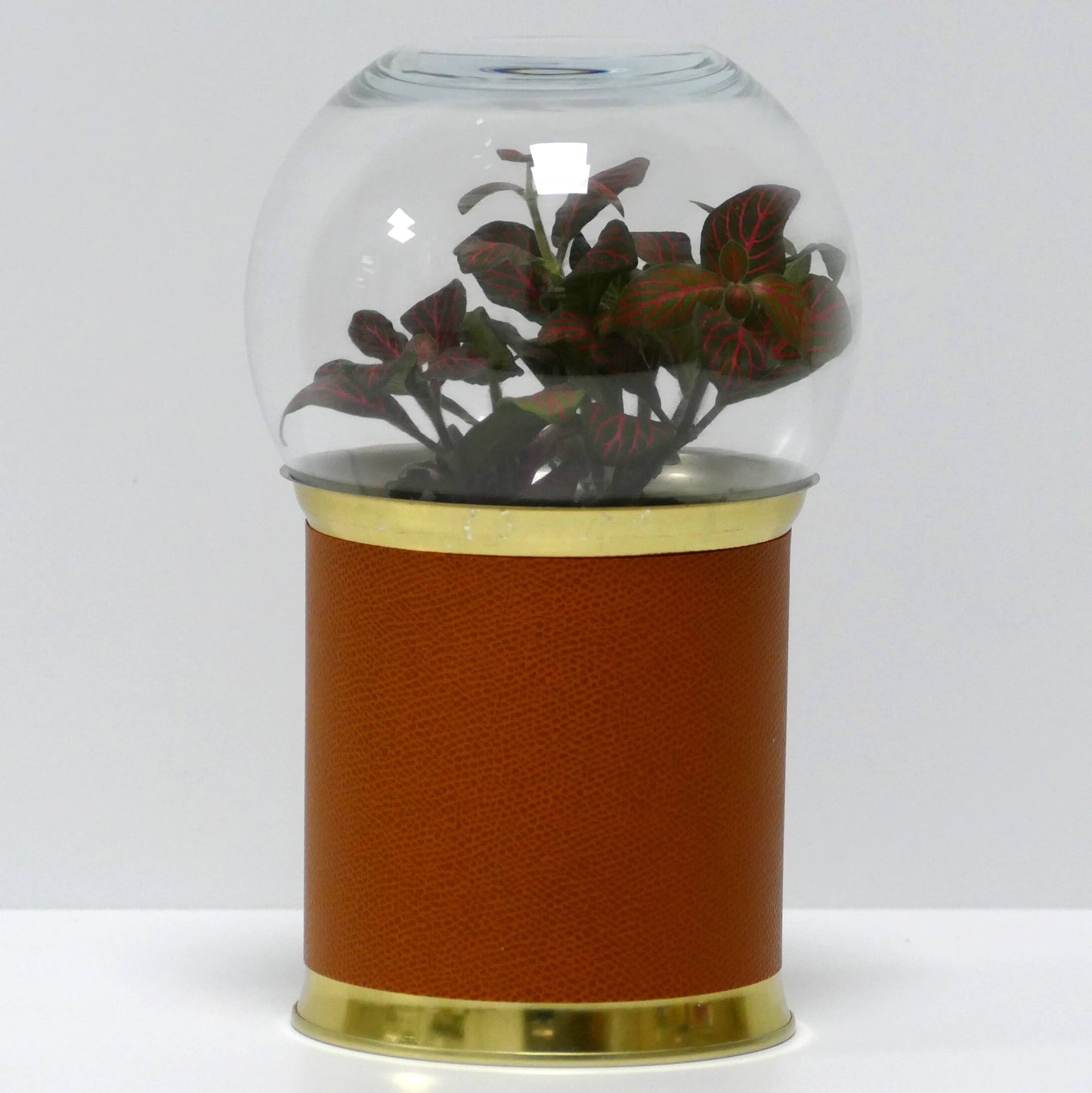 Terrarium cuir